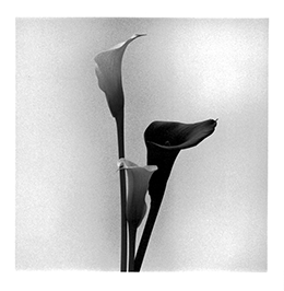 A picture of three lilies in a vase. A black and white picture. Author: Slawek Dejneka