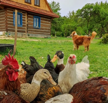 Sękiewiczówka - agroturystyka małopolska - gospodarstwo agroturystyczne dla dzieci