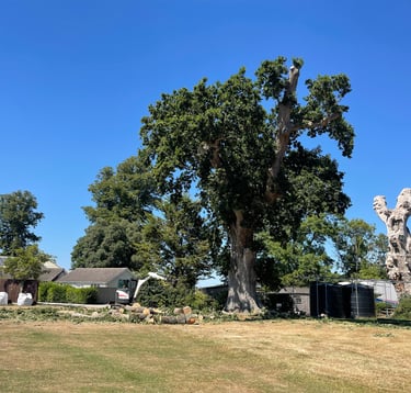 tree trimming service