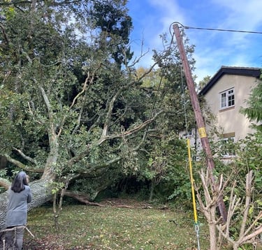 removing a dangerous tree