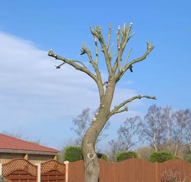 pollarding tree