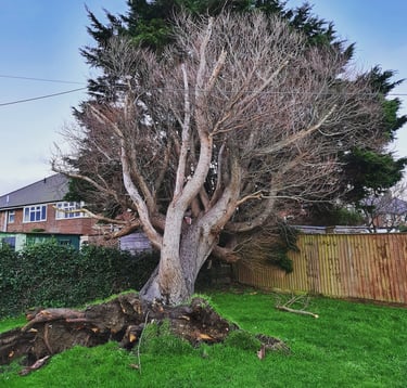 fallen down tree in a garden