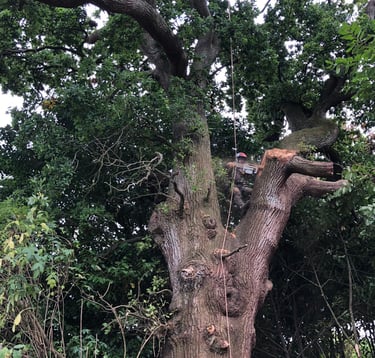 tree surgeon performing tree services