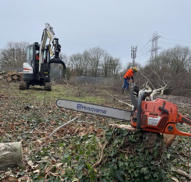 tree removal with a chainsaw