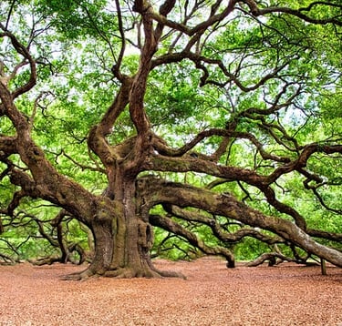 big old tree