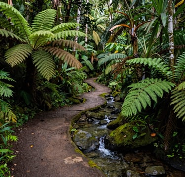 A winding nature trail carved gently through a dense, tropical forest in Quezon Province. Vibrant ferns, tall native trees, and clear natural spring water trickling over smooth mossy stones. The lighting is soft and dappled, evoking peaceful relaxation and an authentic connection with the lush, serene environment.