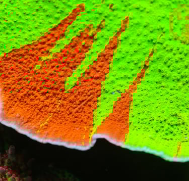A macro photo of our WWC Jawbreaker Montipora