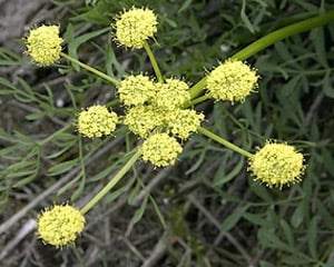 Smooth Desert Parsley