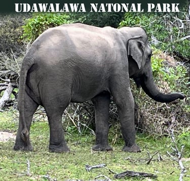 Udawalawa Natinal Park