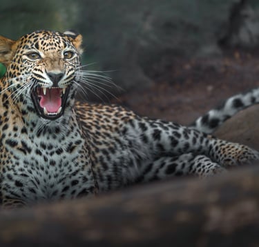 Sri Lankan leapord in Yala Park