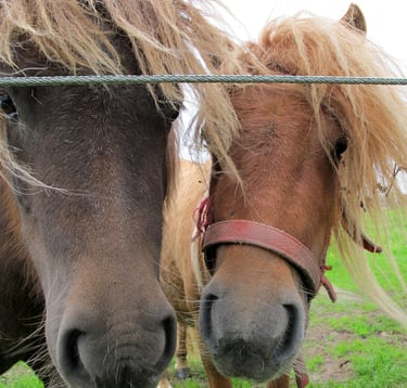 Dwa końskie łby z rozwianymi na wietrze grzywami, przytulone do siebie. 