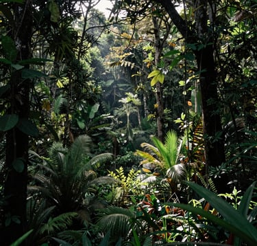 A wide-angle landscape shot of a protected forest area in Catatumbo, Colombia. Sunlight pierces through the dark forest green trees, illuminating the diverse flora. The composition is forward-thinking and trustworthy, capturing the essence of climate justice. Professional photography.