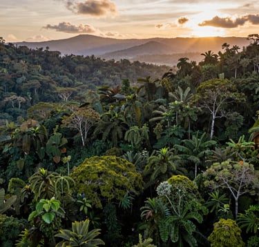 A professional wide shot showing a vast expanse of restored jungle in the South American / Colombian region. Different shades of dark forest green and moss green define the healthy forest. In the distance, the sun sets over the earthy tan mountains, creating a hopeful and professional atmosphere.