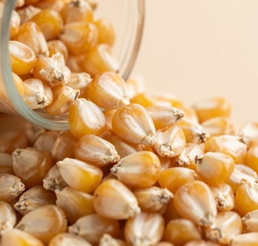 Close-up macro photography of high-quality corn kernels being poured into a storage container, with warm natural light reflecting off the grains. The style is sharp, clean, and highlights the value of the commodity in a professional Brazilian agricultural setting.