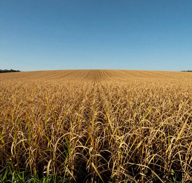 Wide-angle photography of a golden soy field ready for harvest under a clear blue sky in rural Brazil, sunlight highlighting the texture of the crops, high-end agricultural photography style, deep green and golden tones.