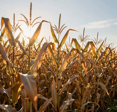 A low-angle shot of tall, golden corn stalks in a perfectly aligned field. The sun peeks through the leaves, creating a lens flare. High-quality photography capturing the essence of productivity and abundance in a South American / Brazilian agricultural setting.