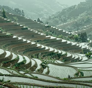 Beautiful terraced rice fields carving into the mountainside. The water in the terraces reflects the soft sage green (#A8B59F) of the crops. The composition is balanced and peaceful, showcasing the harmony between agricultural labor and the natural environment.