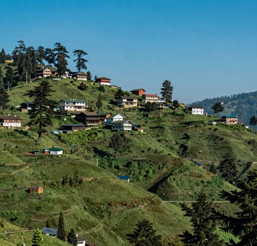 Photography of the lush, rolling green hills of Shimla under a bright blue sky. Traditional South Asian / Indian hill station architecture is visible on the slopes, surrounded by tall cedar trees and a clear, crisp atmosphere.