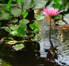 PNL Systemique Formation Luc Rambaldi Cambodge Lotus 2007
