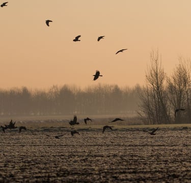 regroupement de corbeaux créant dees dégâts sur un champ agricole