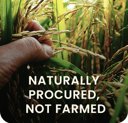 Naturally grown Sea Buckthorn berries carefully handpicked from Himalayan valleys