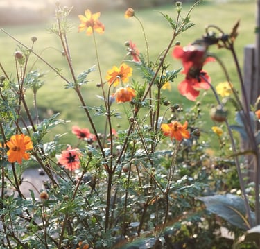 Cutting garden flowers used in a natural way planted in a raised bed.