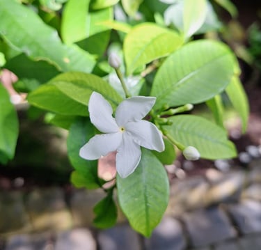 a bush with one white pinwheel flower