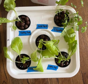 Lettuce and cilantro seedlings growing in a hydroponic grow bucket