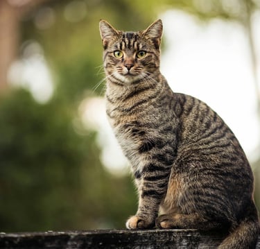 Chat assis observant son environnement