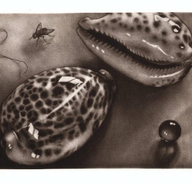Giant cowrie shells, housefly, fly, pubic hair, marble, mezzotint by Robert De Groff DeGroff