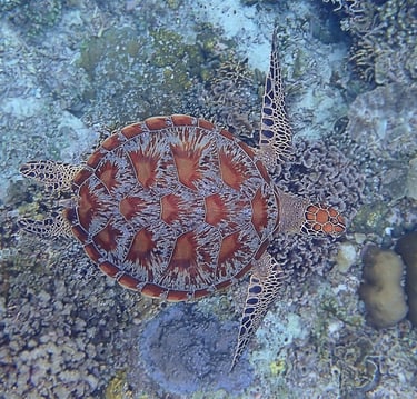 tortuga verde