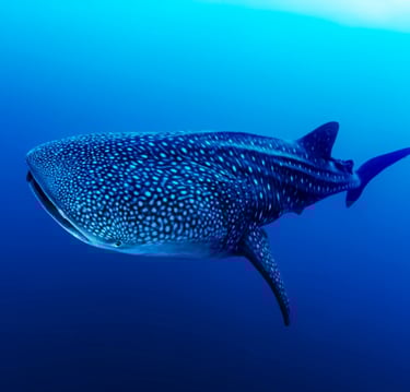 Tiburon ballena