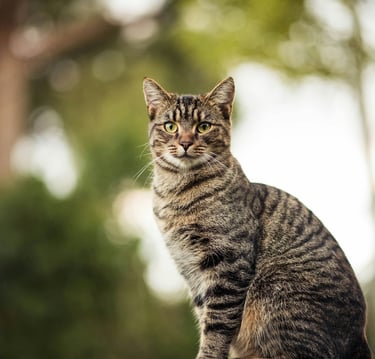 Chat assis observant son environnement