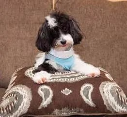 black and white maltipoo