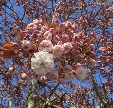 image of a pink tree blossom