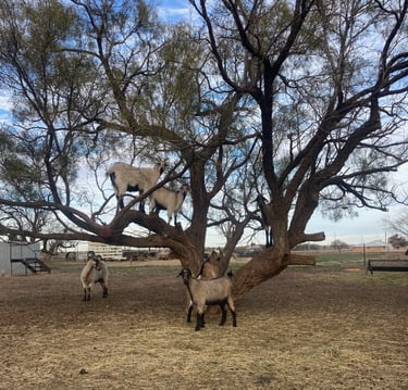 Heritage Texas Range Goats in the 3 goat tree.