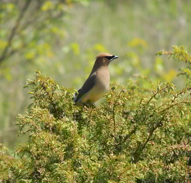 A Cedar Waxwing bird identified during a Natural Heritage Evaluation near Wiarton, Ontario..