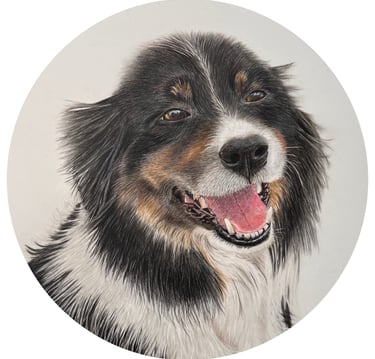 Coloured pencil drawing of a border collie