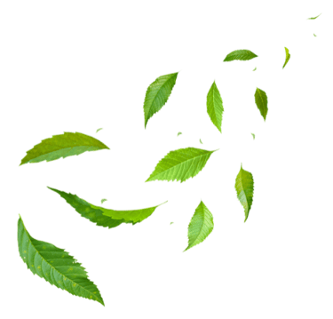 image of green leaves floating in the air