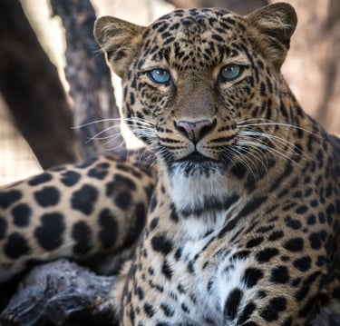 Cape Leopards Karoo