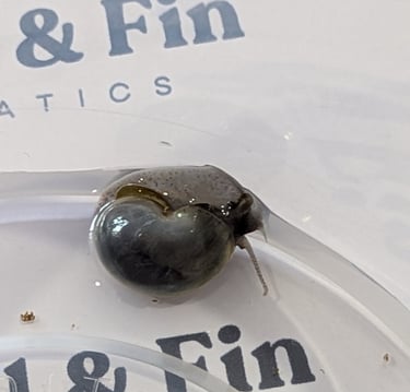 Sky-Blue Mystery Snails with matching foot pigment - Shell & Fin Sky Collection