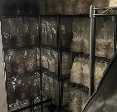 Mushroom spawn substrate bags colonizing on metal shelves inside a dark indoor grow tent.