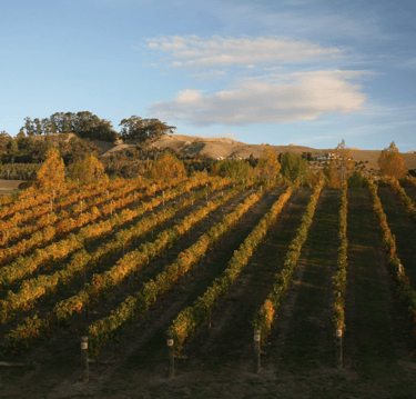 A vineyard in the Hawke's Bay region of New Zealand, taken in autumn.