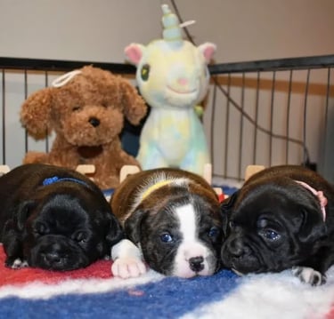 Cuccioli Staffordshire Bull Terrier 4 settimane in allevamento Grecalestaffs in Sicilia