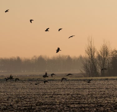regroupement de corbeaux créant dees dégâts sur un champ agricole