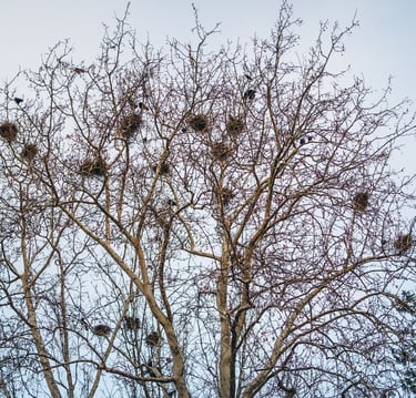 nids de corbeaux, appelées corbeautières alignées en hauteur sur les arbres