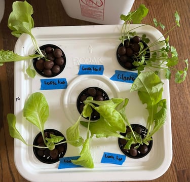 Lettuce and cilantro seedlings growing in a hydroponic grow bucket