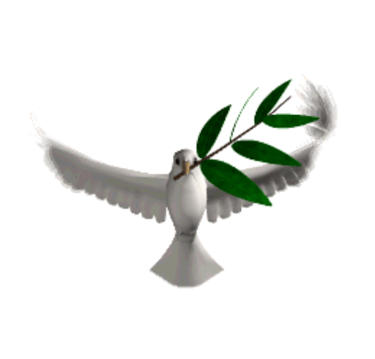 white dove, returning with an olive branch