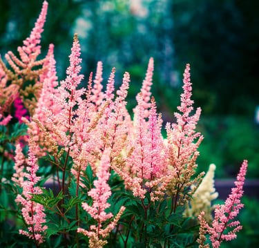 Pink astilbe flowers blooming in a lush summer garden with soft bokeh background.