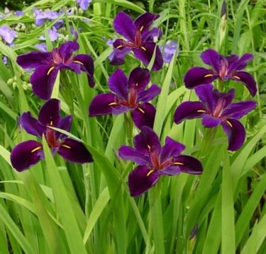 Deep purple Louisiana iris flowers blooming in a lush green garden setting.